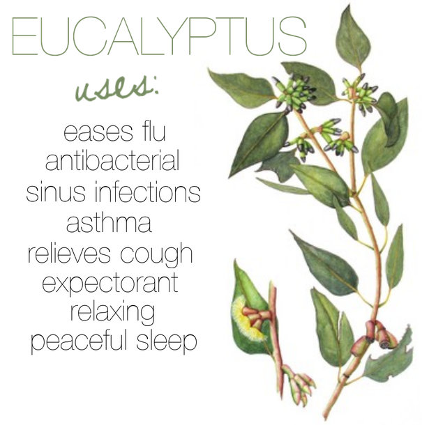 Breathe Easier With Eucalyptus Oil